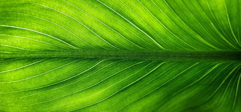 Eco-Friendly Nature